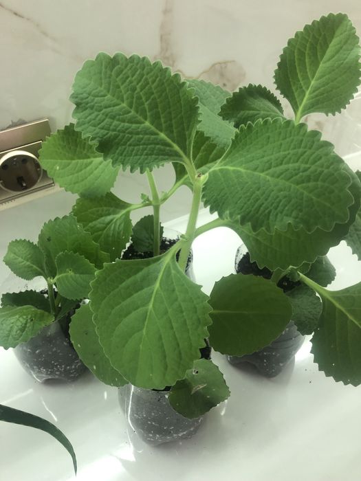 Комнатные растения комнатная мята