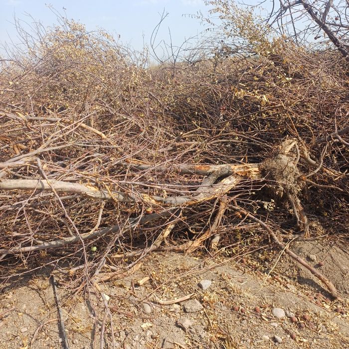 Отдам дрова яблони.