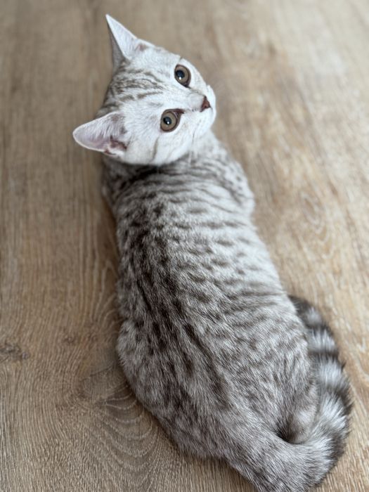 Котик по имени Бэйбик ищет дом