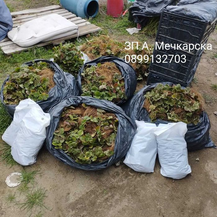 Продавам разсад ягоди сорт Алба