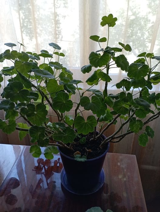 Продам комнатные цветы