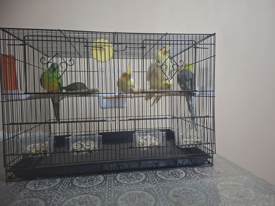 Papugay valnisty sotilandi  va karela ham bor