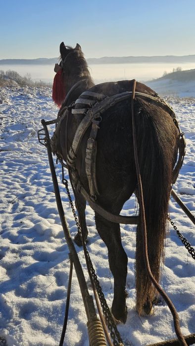 Vând cal , vârsta 10 ani