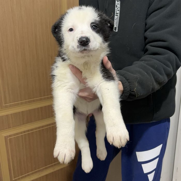 Продам щенки алабая