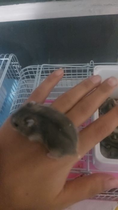 Хомяки джунгарские