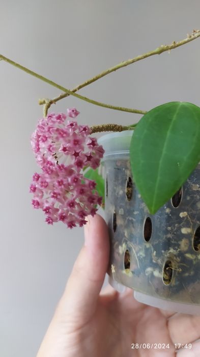 Хоя-восъчно цвете,различни видове