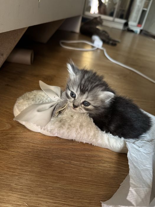 Отдам котят в добрые руки