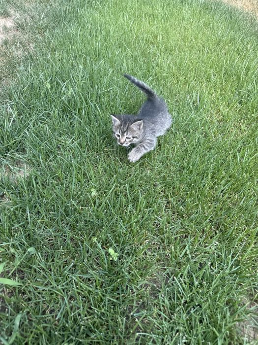 ‼️ Маленькая пушистая кошечка ищет добрый дом