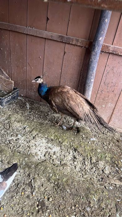 Disponibil paun violet