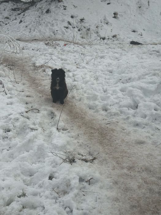 Помогите пристоит щенков отдается бесплатно
