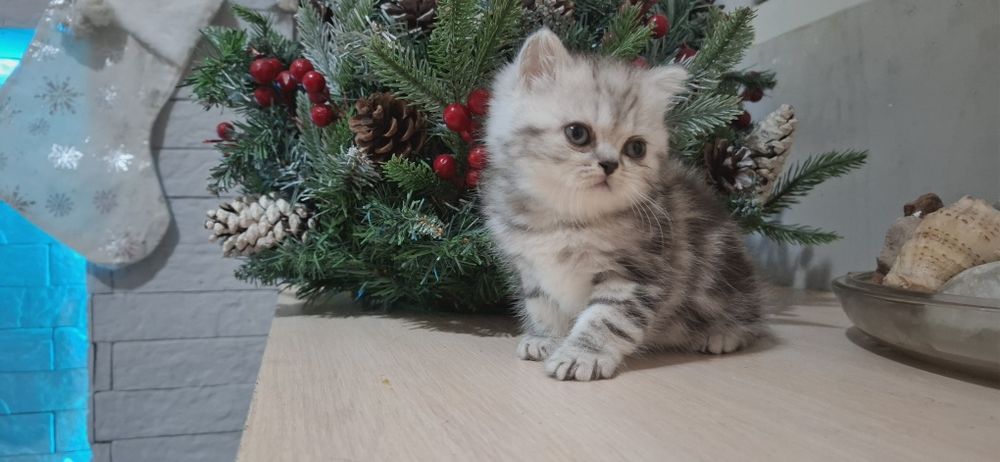 Продается котенок скотиш страйт.