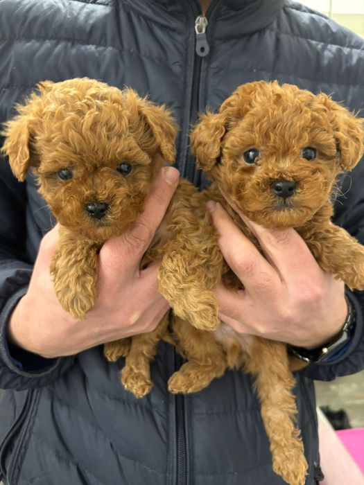 Той Пудели Ред Априкот