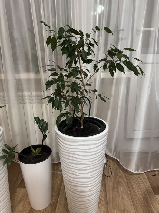 Продам фикус Бенджамина