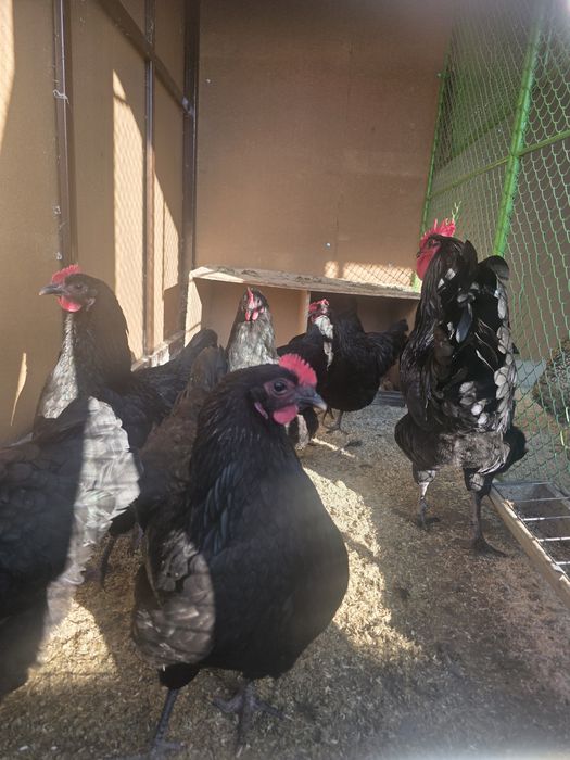 Australorp Familie 5+1