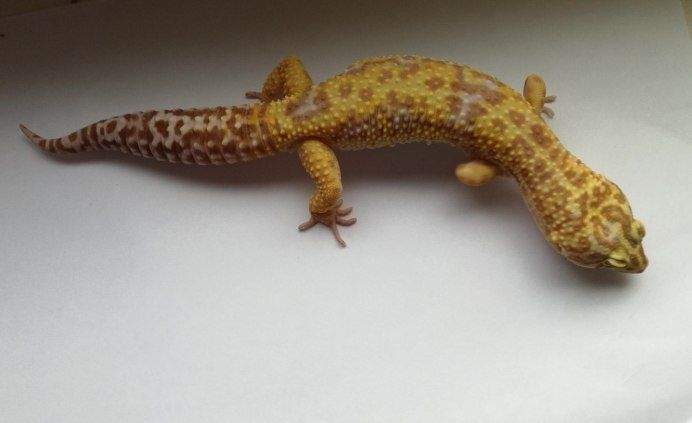 В продаже эублефары самец и самка