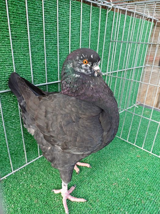 Vând porumbei king Ineu/ Arad