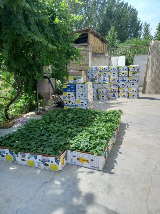 Павлония нихолчалари