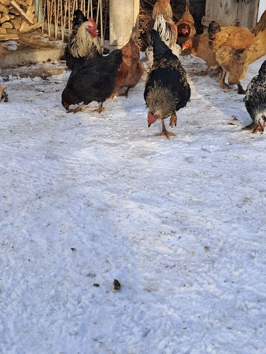 Продам курей молодые