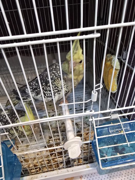 Попугаи корелла 2