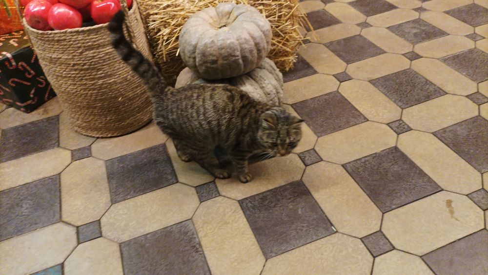 Обнаружен котик полосатый