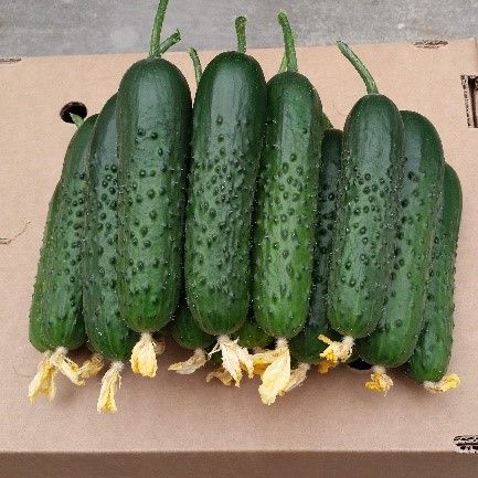 Семена огурца Спино F1 500 шт