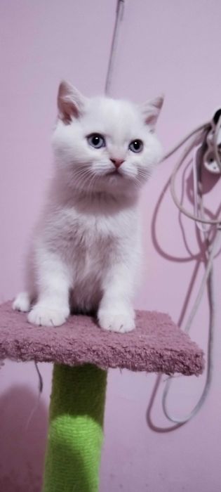 Невероятни шотландски котенца
