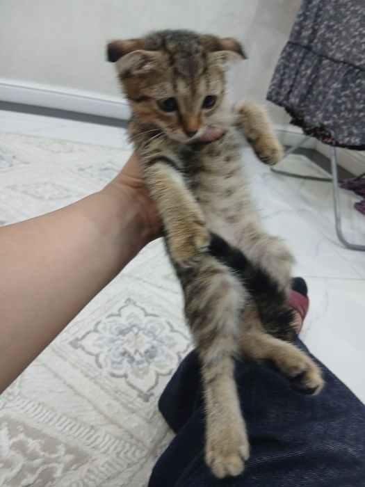 Кошки, чистые, игривые