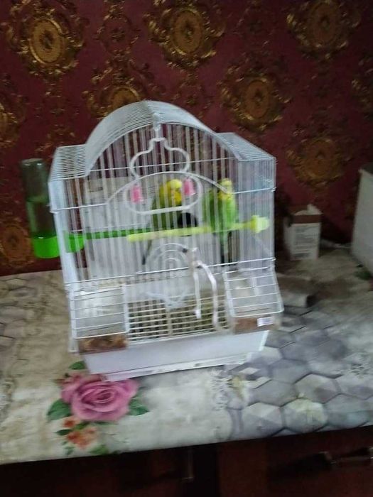 Papugay 2 ta qafasi bilan