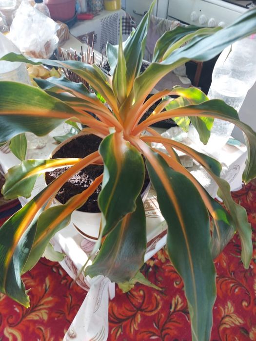 Хлорофитум, в том числе красивый сорт Оранж