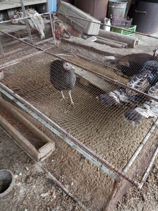 Куркалар бир жойда сотилади