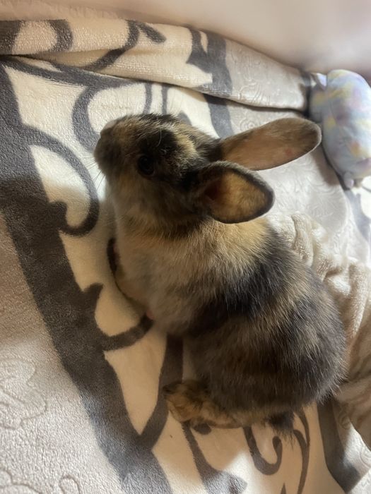 Декоративен заек