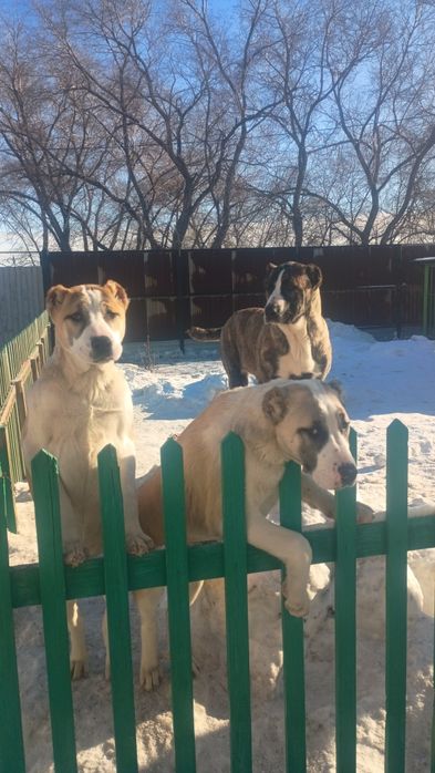 Продам щенков Алабаев