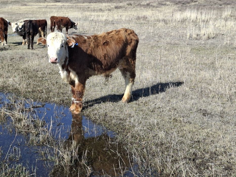 1,5жасар ақбас, әуилекөл бұқалар сатылады