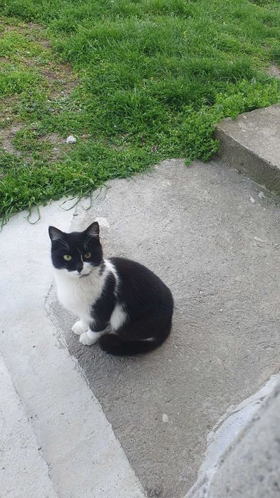 Травмирана котка остава на улицата