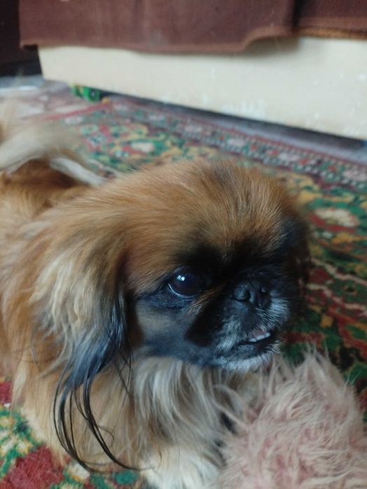 Пекинесы мальчики