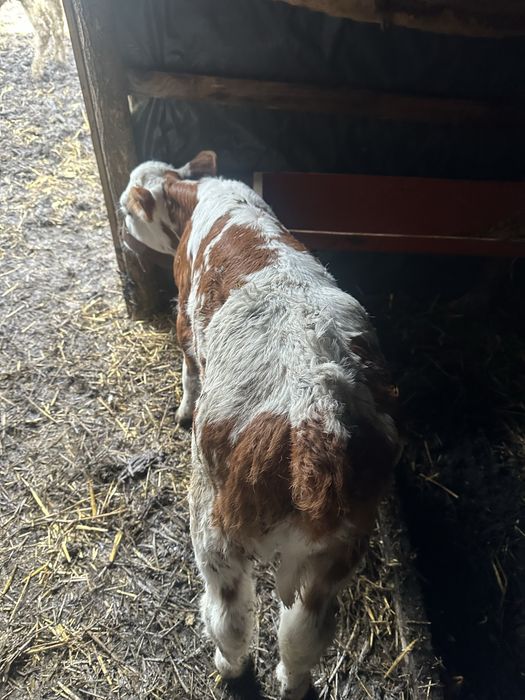 Tauras si vitica de vanzare