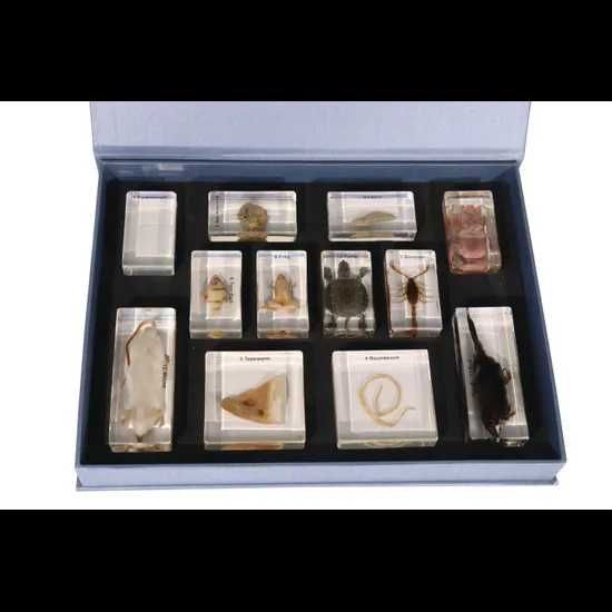 Animal Evolution Kits (ҳайвонлар эволюцияси ўқув модели)