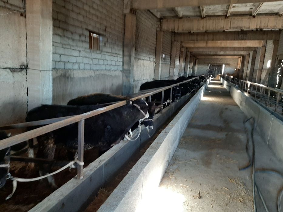 Ферма сотилади 10 хона уйи 3 гектар боги бор