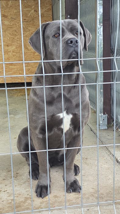 Femela gri cane corso cu pedigree