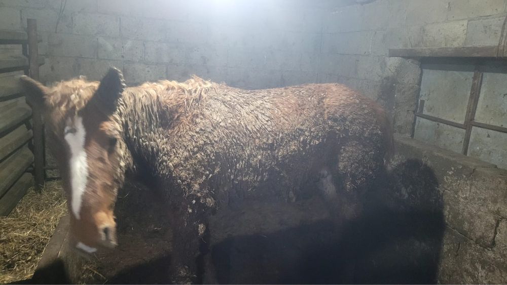 Жылқы сатам тай бордақы