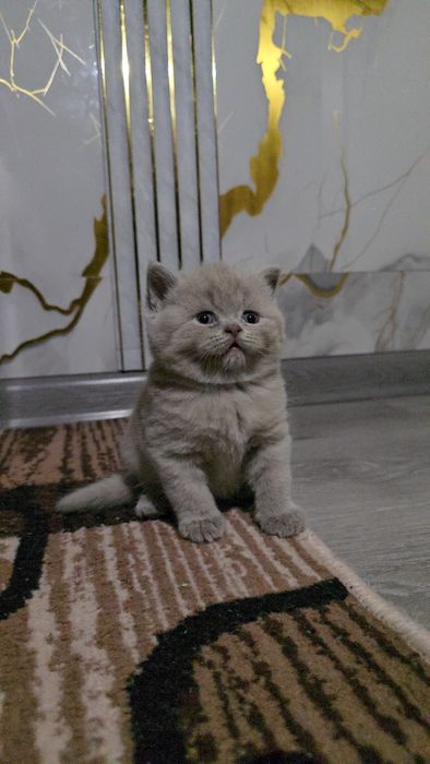 Британские девичка и мальчик тоза парода