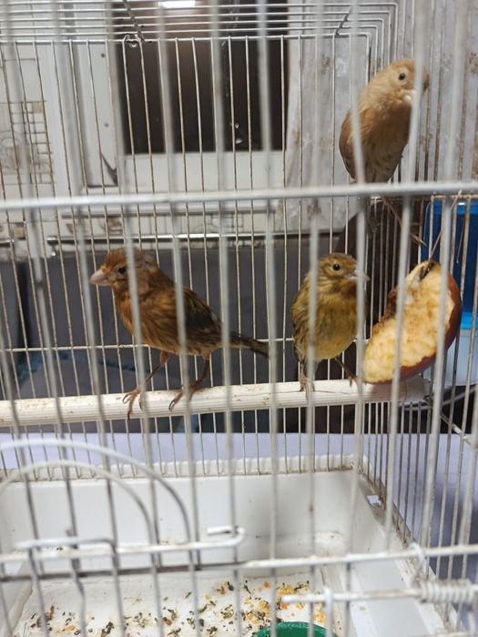 Kanareykalar sotiladi