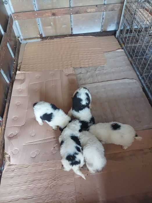 Каракачанки кученца подарявам