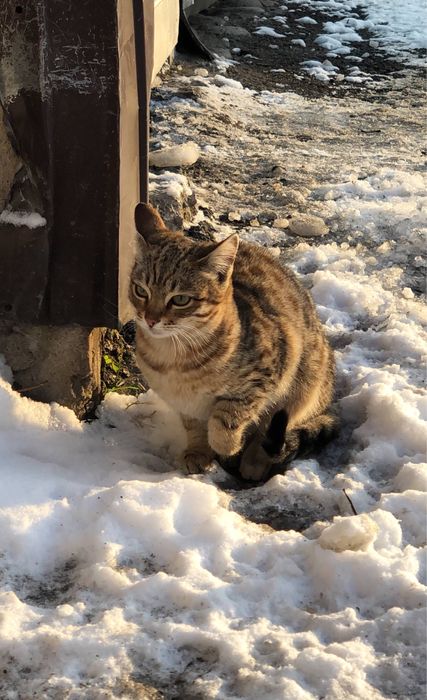 Котята, 6 месяцев