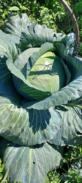 Продам  дачу сад Металург  750 000