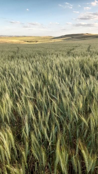 Ұрықтық бидай сатылады