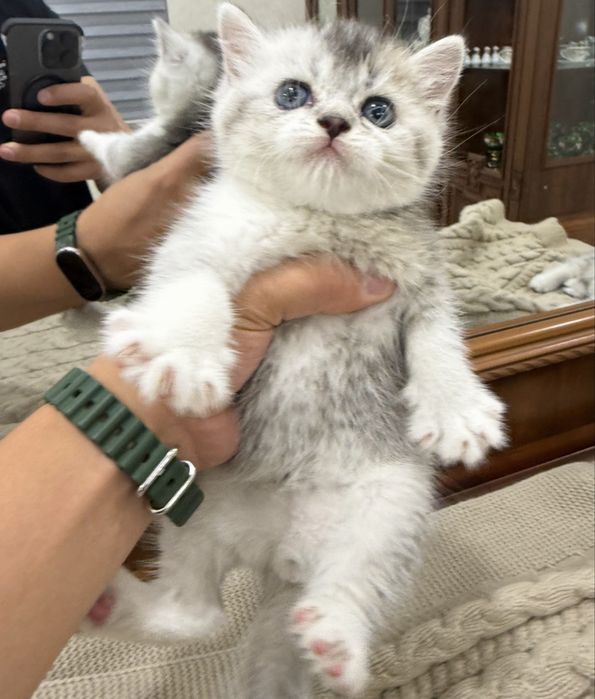 Шиншилла кошка shinshilla mushuk