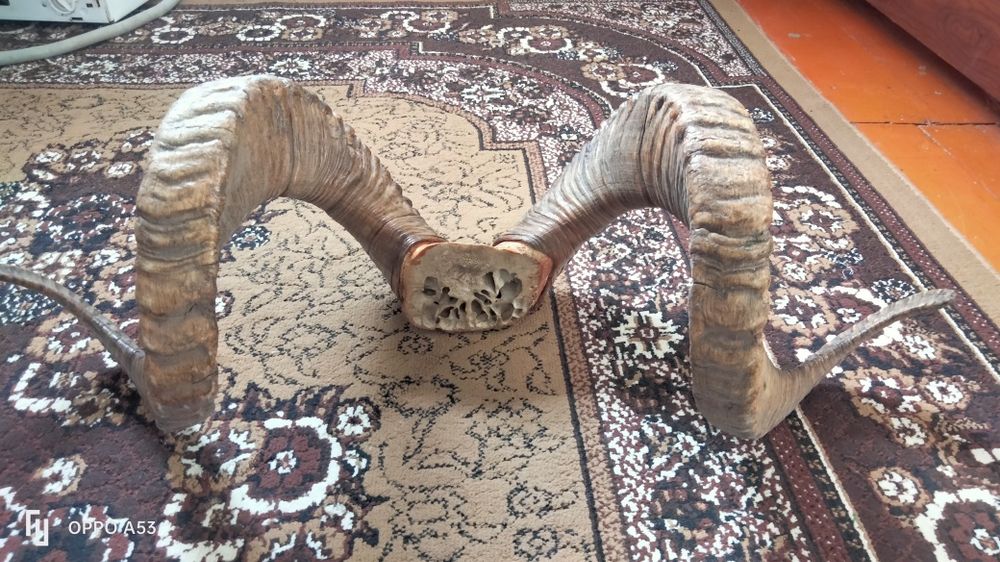 Арқар мүйізі сатылады