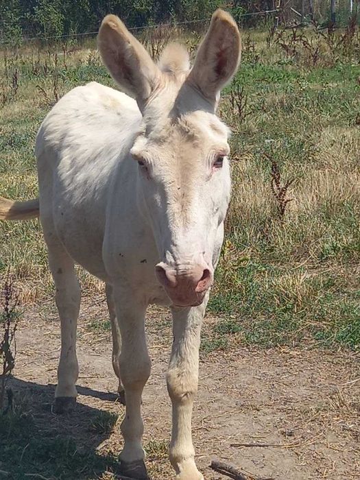 Măgar armăsar - Rasă baroc alb