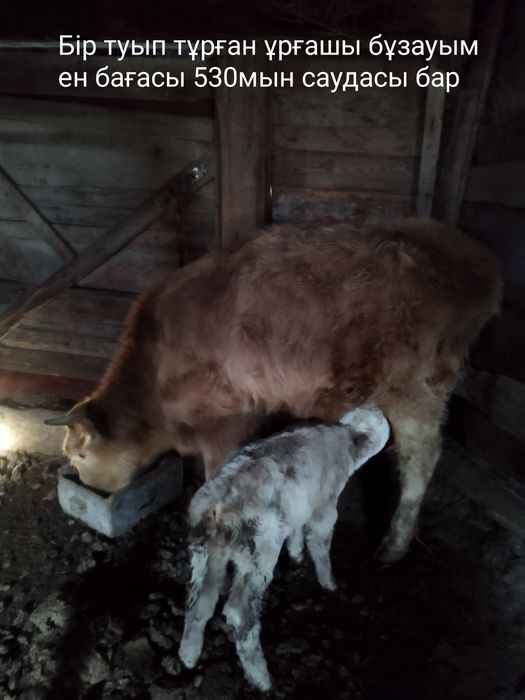 сиырлар сатылады